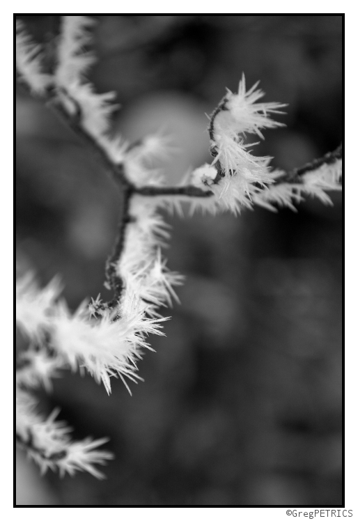 Frost on a branch