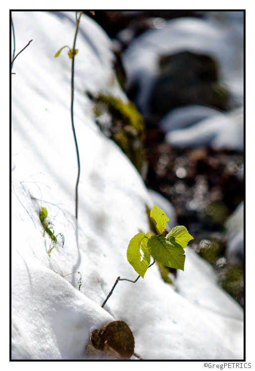 Leaf struggles to stay above the surface