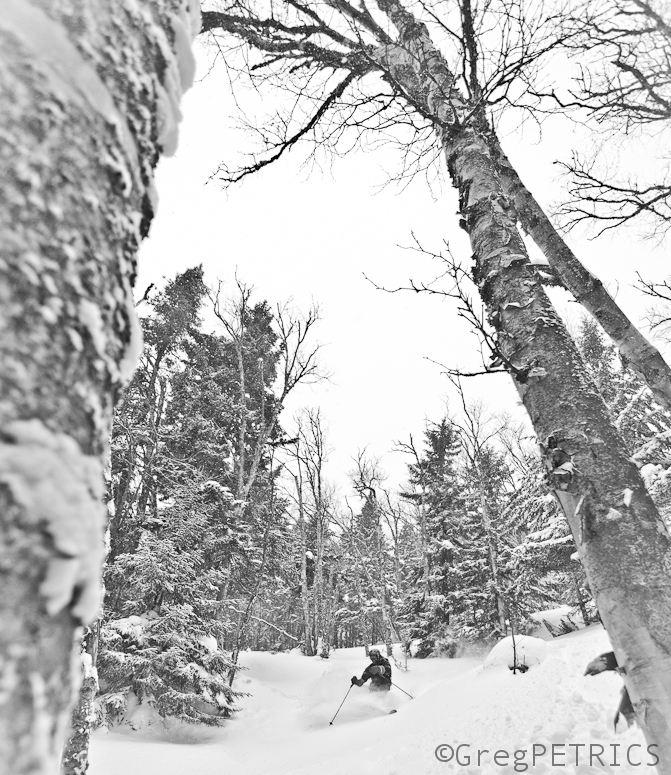 skiing by birch trees